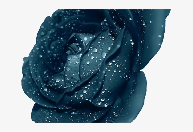 Blue Flower Clipart Blue Rose - Dark Blue Rose Flower, transparent png download