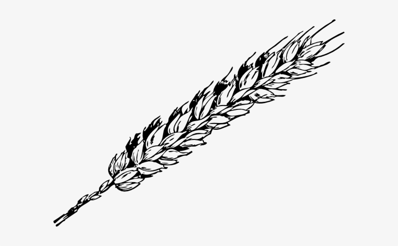 Wheat Clip Art Vector Online - Wheat Clip Art, transparent png download