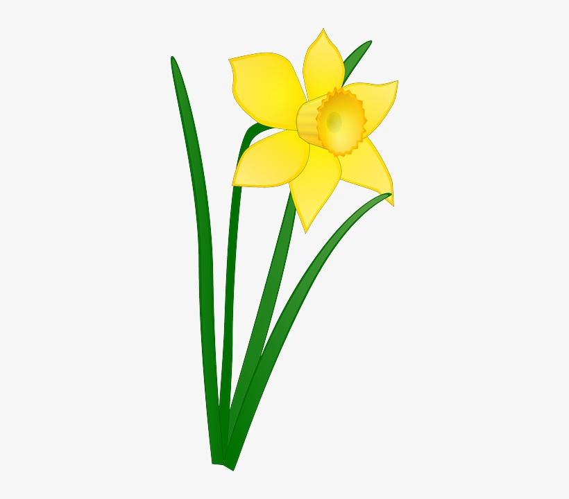 Yellow Flower With White Middle Clip Art At Clker - Daffodil Clipart, transparent png download