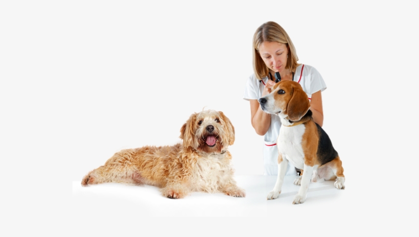 Take Action Now On Your Dog's Ear Infection - Dog, transparent png download