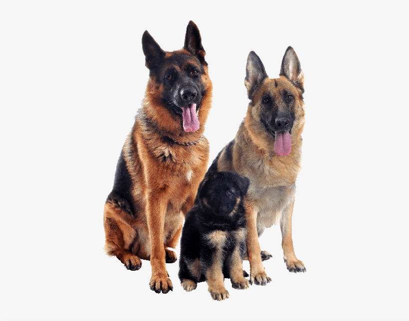In The Ear Canal, Bringing Benefit To The Strengthening - German Shepherd Necklace Circle Charm, transparent png download