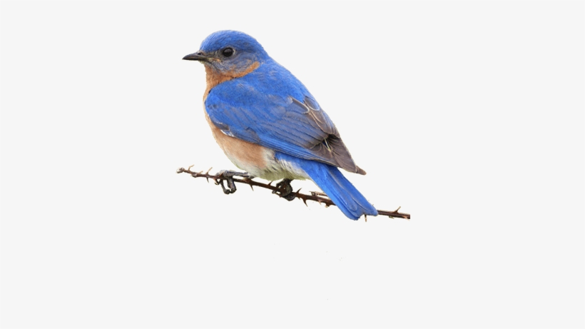 Small Yellow Bird On Branch Small Blue Bird On Branch - Eastern Bluebird, transparent png download