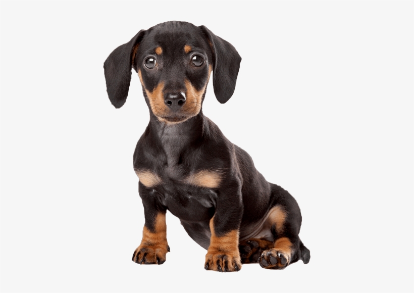Happy Birthday With Dachshunds, transparent png download