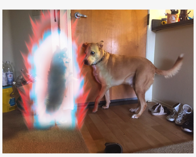"for You See Buster, You're Not Dealing With The Average - Companion Dog, transparent png download
