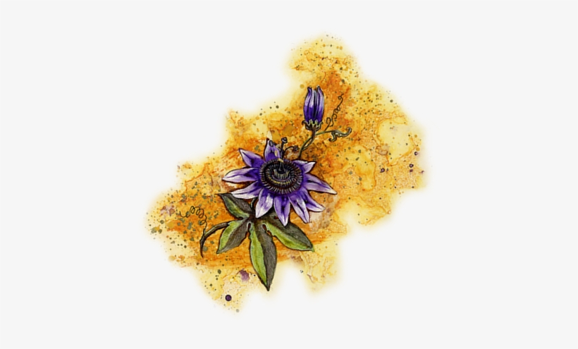 Catholicflowers - Com - African Daisy, transparent png download