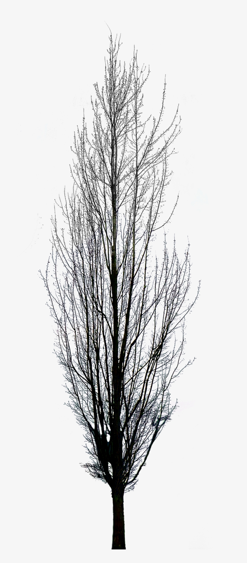 Tree, transparent png download