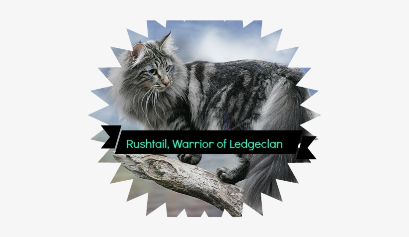 Grey Norwegian Forest Cat On Tree - Abki Baar Modi Sarkar Logo, transparent png download
