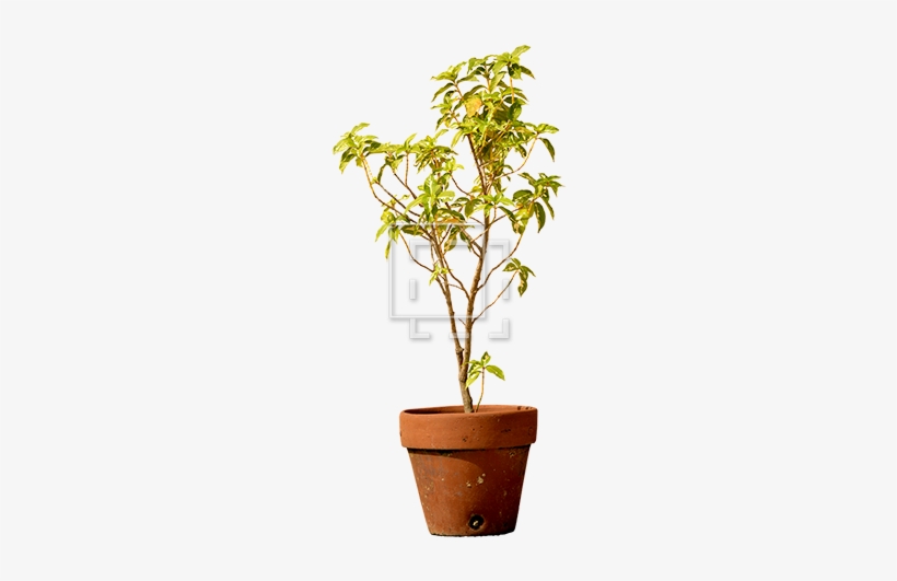 Small Potted Tree - Tree, transparent png download