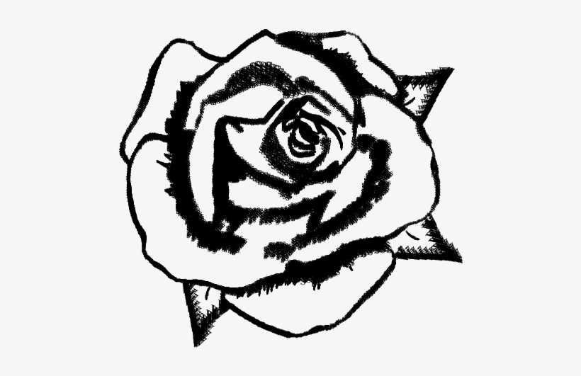 Vineyard Drawing Garden - Drawing, transparent png download