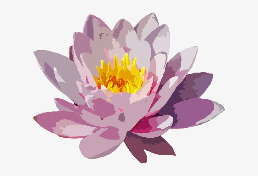 Water Lily Vector Png, transparent png download