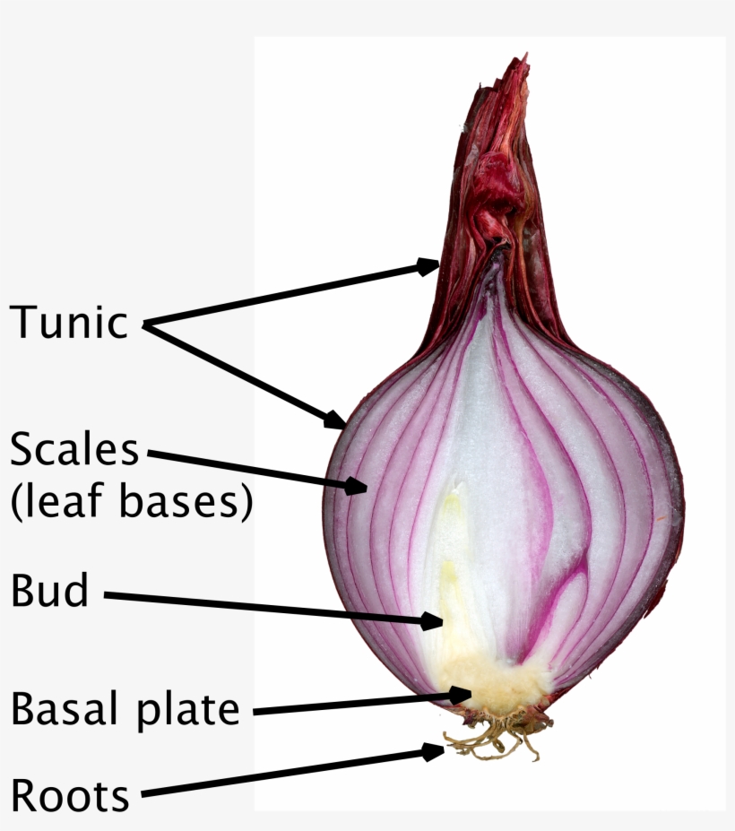 Open - Natural Vegetative Reproduction Bulb, transparent png download