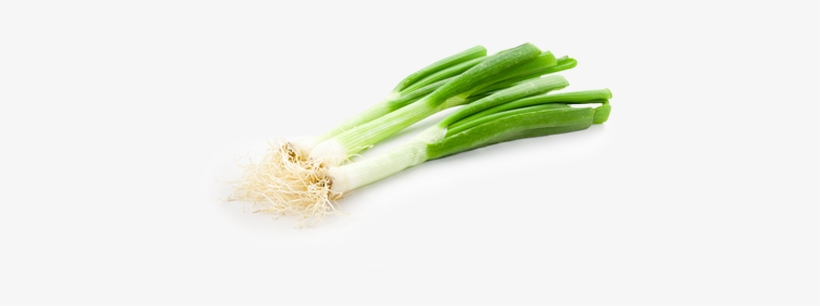Categories - Imagenes De Cebolla Blanca, transparent png download