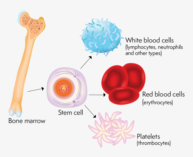 Why Is The Full Blood Count Done - Blood Bone Marrow, transparent png download