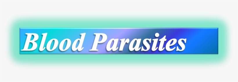 Ahmed, Medical Parasitology Lab - Microsoft Powerpoint, transparent png download