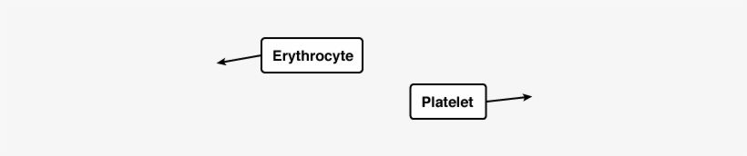 Red Blood Cell, transparent png download
