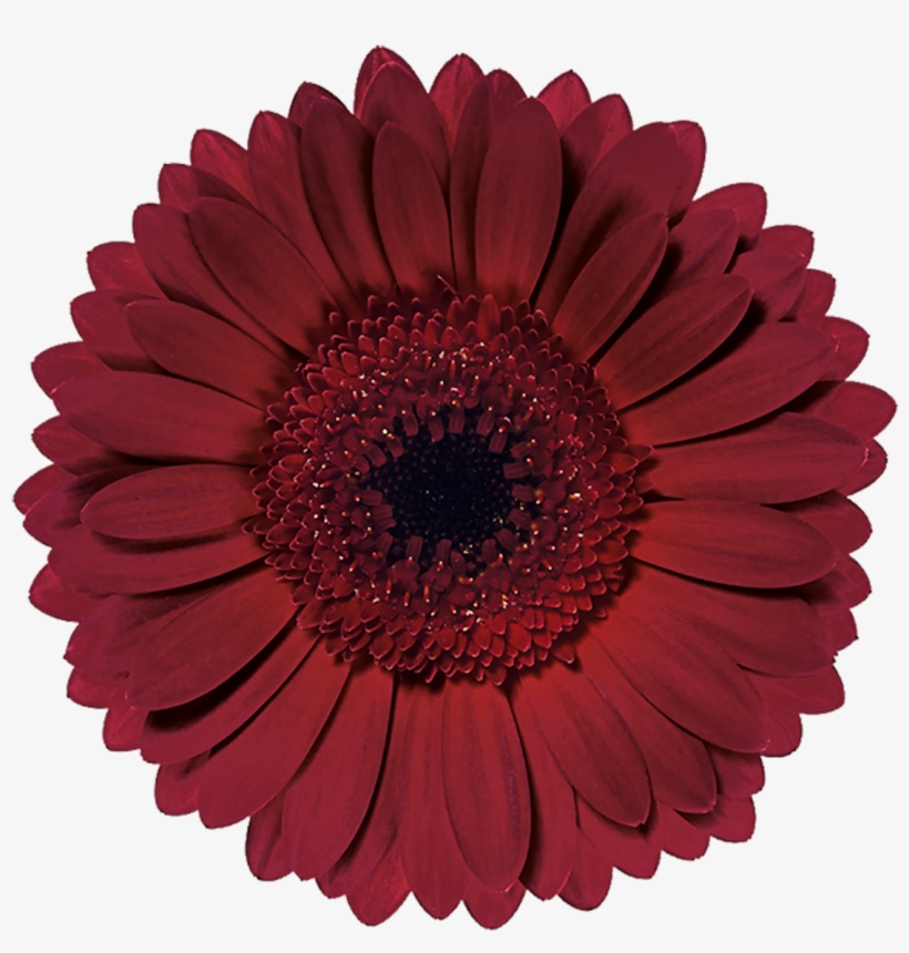 Ladies Night - Vector Graphics, transparent png download