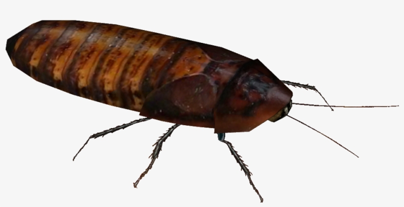 Dubia Roach - Wiki, transparent png download