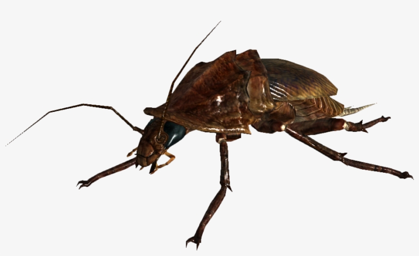 Roach - Fallout Radroach, transparent png download