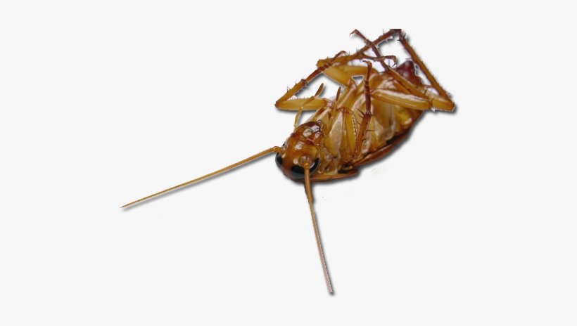 Dead Roach, transparent png download