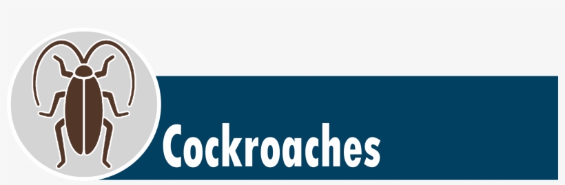 Roachl - Cockroach, transparent png download