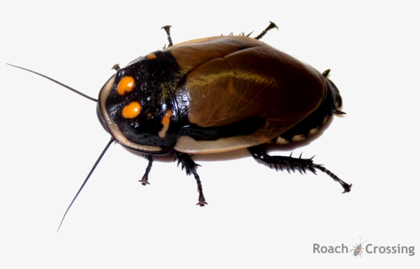 5 Horned Rhinoceros Beetle, transparent png download