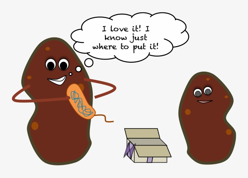 Sweetpotatocartoon - Gmo Potatoes, transparent png download
