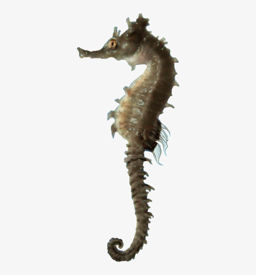 Seahorse Png - Freeiconspng - Caballito De Mar Png, transparent png download