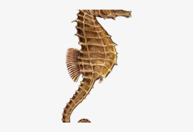 Kissing Seahorses Ornament (round), transparent png download