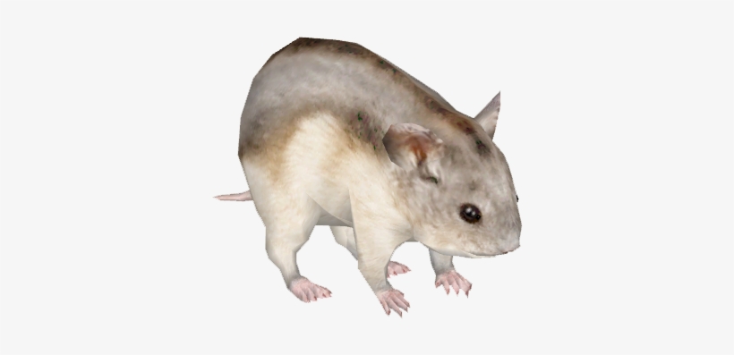 Djungarian Hamster 4 - Wiki, transparent png download