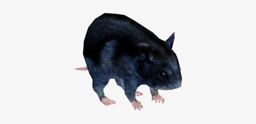 Djungarian Hamster 5 - Wiki, transparent png download