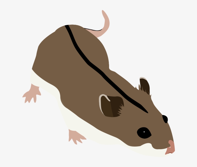 Chinese Hamster, transparent png download