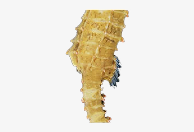 Seahorse Png Transparent Images - Sea Horse, transparent png download