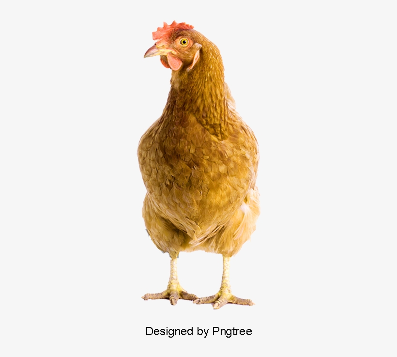 Lovely Hen, Lovely Hen, Wuji, Hen Species Png And Psd - Chicken, transparent png download
