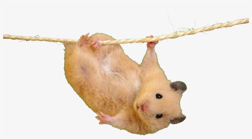 Welcome To Reddit, - Imagenes De Ratones Lindos, transparent png download