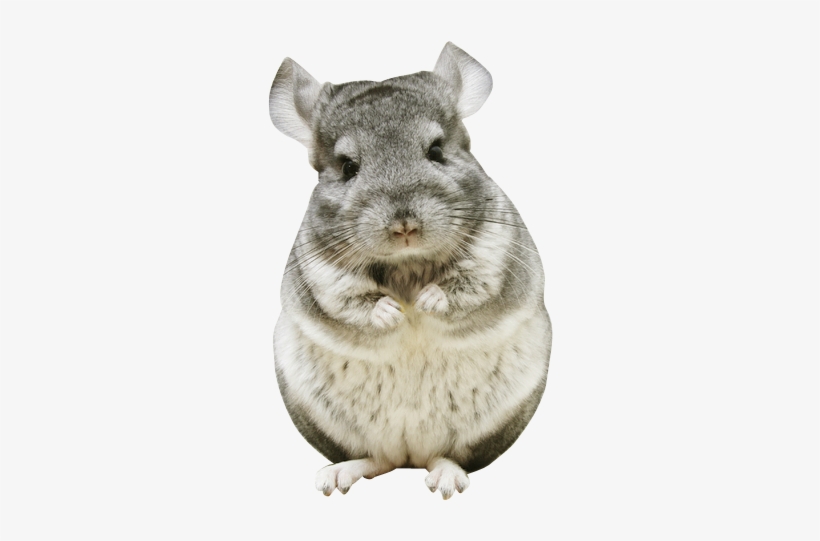 Chinchilla Footprint Png Vector Royalty Free Stock - Chinchillas In Costumes, transparent png download