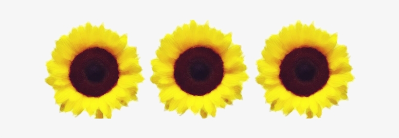 Png Freeuse Download Border With Watercolors By Jeanicebartzen - Sunflower Border Transparent, transparent png download