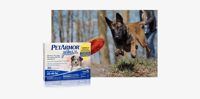 Dog Chasing A Frisbee - Petarmor Plus Flea, Tick & Lice Treatment, Licators, transparent png download