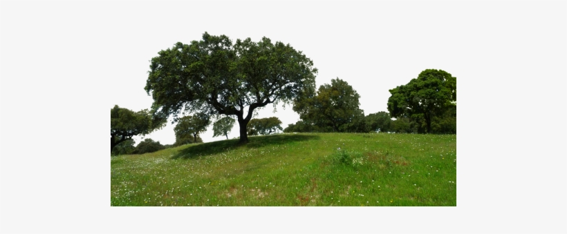 Tree Nature Png, transparent png download