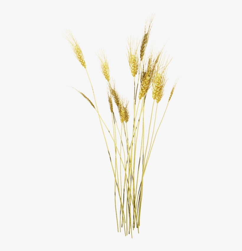 Tubes Arbres Plantes Photomontage, Landscape Design, - Wheat Texture Png, transparent png download