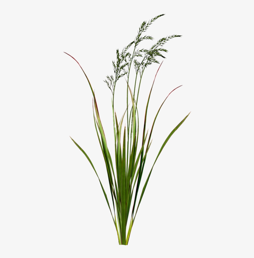 Яндекс - Фотки - Травинка Пнг, transparent png download