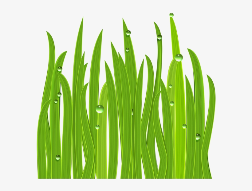 Grass Decor Png Clipart Image - การ ตู น หญ้า, transparent png download