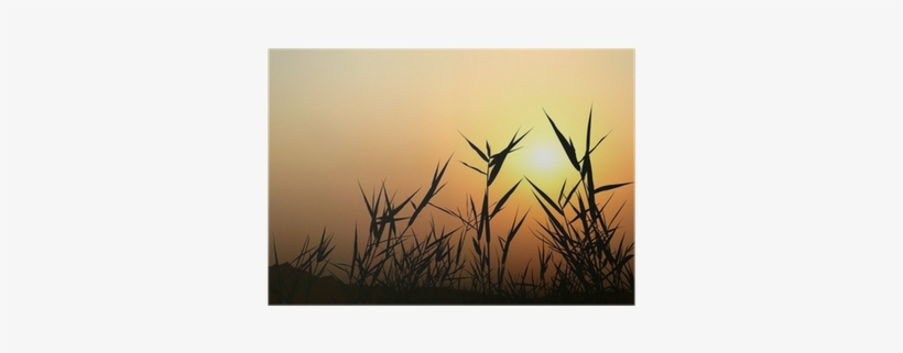 Grass Silhouette, transparent png download