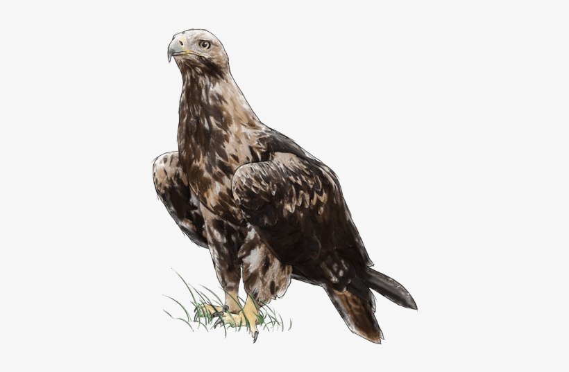 Eastern Imperial Eagle, transparent png download