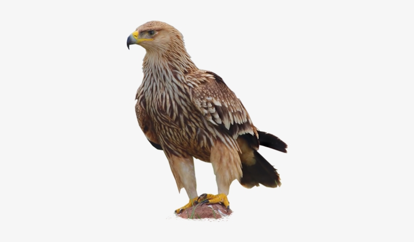 Eastern Imperial Eagle / Aquila Heliaca - Eastern Imperial Eagle Png, transparent png download