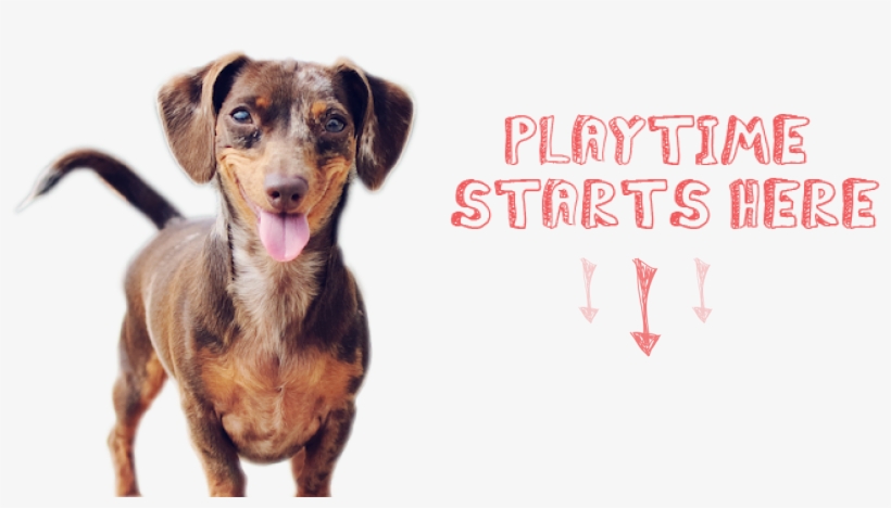 Dogs Need Toys - Adaptil Diffuser Dog Pheromone Set W/ 48ml Vial, transparent png download