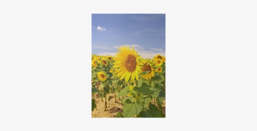Common Sunflower, transparent png download