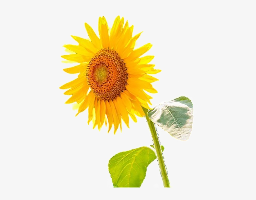 Este Powerpoint Es Girasol Sobre Girasol, Girasol, - Portable Network Graphics, transparent png download