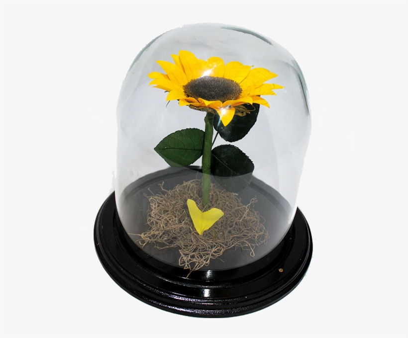 Re002- Girasol Eterno - Sunflower, transparent png download