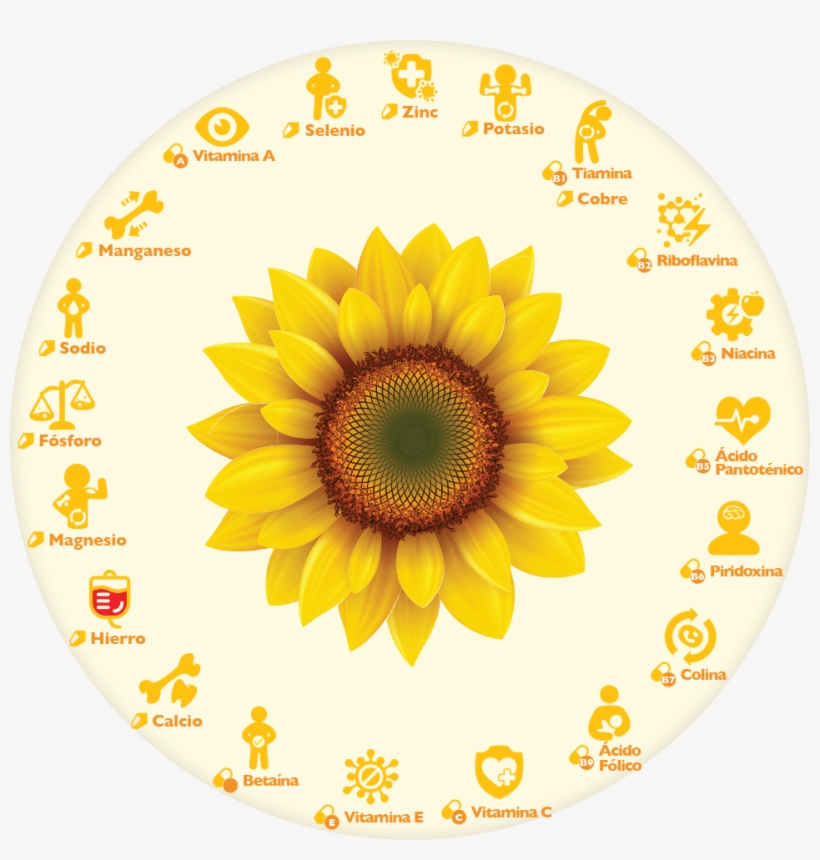 Semillas De Girasol O Semillas De Pipa - Sunflower Clipart, transparent png download
