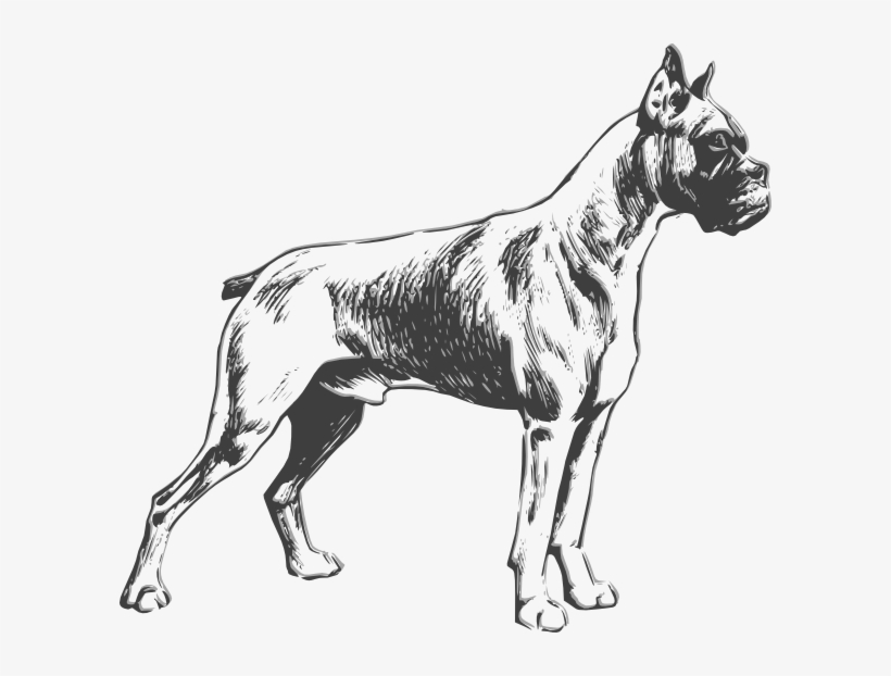Dog Boxer Vector, transparent png download